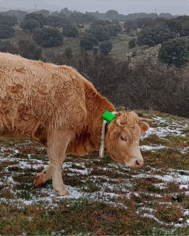 Vaca marron en la nieve